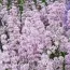 Лаванда Rosea (рассада) фото