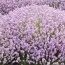 Лаванда Rosea (рассада) фото
