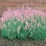 Лаванда Rosea (рассада) фото