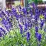 Лаванда Dark Hidcote Blue фото