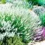 Лаванда Edelweiss фото