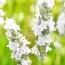 Лаванда Edelweiss фото