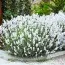 Лаванда Edelweiss фото