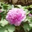 Пион Lavender Blue Qing Cui Lan древовидный фото