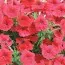 Петуния Лавина F1, красная фото