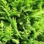 Кипарисовик Alumi Gold фото