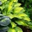 Хоста Lakeside Banana Bay фото