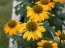 Эхинацея Lemon Yellow фото