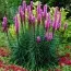 Лиатрис Spicata фото