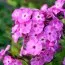 Флокс Famous Light Purple фото