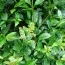 Лигуструм Atrovirens фото