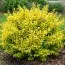 Лигуструм Aurea Variegata фото