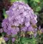 Флокс Lilac Time фото