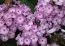 Флокс Lilac Time фото