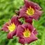 Лилейник Grape Velvet фото