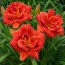Лилейник Paprika Flame фото