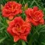 Лилейник Paprika Flame фото