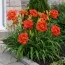 Лилейник Paprika Flame фото