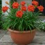 Лилейник Paprika Flame фото
