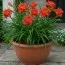 Лилейник Paprika Flame фото