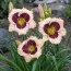 Лилейник Crystal Pinot фото
