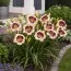 Лилейник Crystal Pinot фото