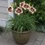 Лилейник Crystal Pinot фото