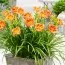 Лилейник EveryDaylily Bronze фото