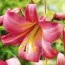 Лилия Pink Perfection 16/18 фото
