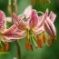 Лилия Candy Morning фото