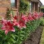 Лилия Chartwell фото