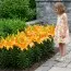 Лилия Cortona фото