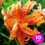 Лилия Flore Pleno 10 шт/уп фото
