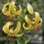 Лилия Golden Morning фото