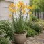 Лилия Leichtlinii фото