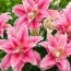 Лилия Lotus Elegance 12/14 (Махровый цветок) фото
