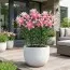 Лилия Lotus Elegance 12/14 (Махровый цветок) фото