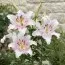 Лилия Muscadet фото