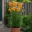 Лилия Orange Planet (Ароматный цветок) фото