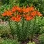 Лилия Orange Summer 16/18 фото