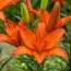 Лилия Orange Summer 16/18 фото