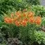 Лилия Orange double фото