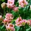 Лилия Pink Fudge фото