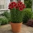 Лилия Rapid Red фото