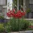 Лилия Red Velvet фото
