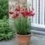 Лилия Red Velvet фото
