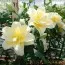 Лилия Roselily Ludwina 18/20 фото