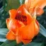 Лилия Tintoretto фото