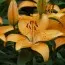 Лилия Apricot Joy фото