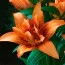 Лилия Double Love фото